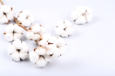 Gri arka plan üzerinde pamuk çiçekli ağaç dalı