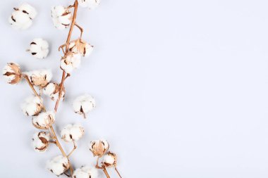 gri zemin üzerine Pamuk çiçek