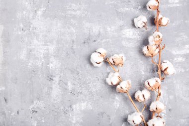 Gri ahşap masa üzerinde pamuk çiçekli ağaç dalı