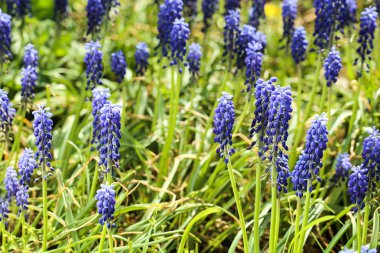 Bahçede taze mavi çiçek