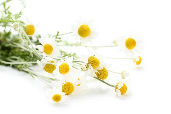 Kamomill blommor isolerad på vit bakgrund — Stockfoto