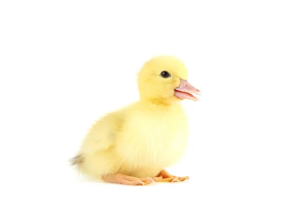 Beyaz arka planda küçük sarı ördek yavrusu — Stok fotoğraf