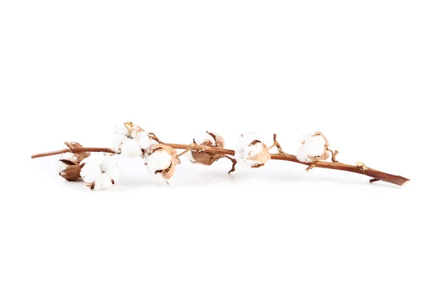 Pamut virágok elszigetelt fehér background — Stock Fotó