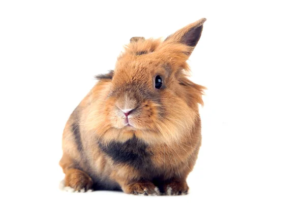 棕色兔子与胡萝卜游离在白色背景上 — 图库照片