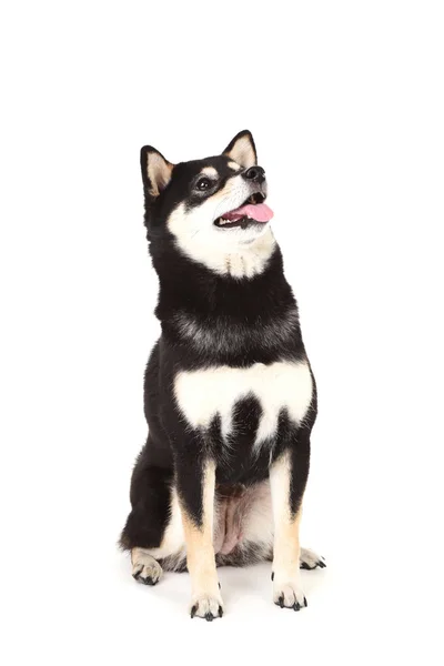 Shiba inu cão isolado no fundo branco — Fotografia de Stock