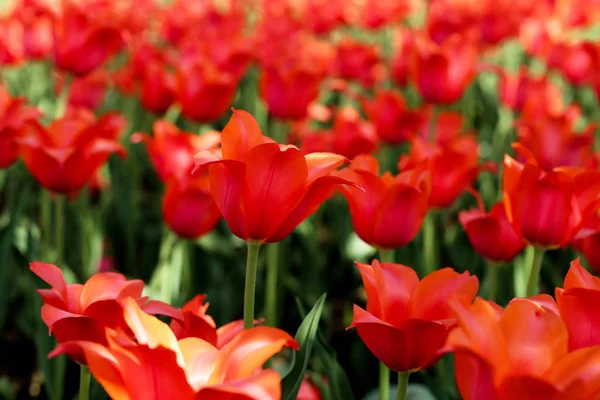 Verse rode tulp bloemen in de tuin — Stockfoto