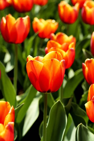 Verse tulp bloemen in de tuin — Stockfoto
