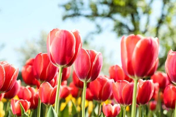 Verse rode tulp bloemen in de tuin — Stockfoto