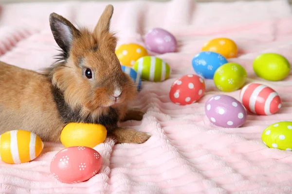 Brun beau lapin avec des œufs de Pâques colorés — Photo