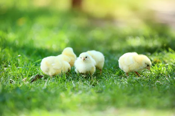 Маленькие цыплята на зеленой траве в парке — стоковое фото
