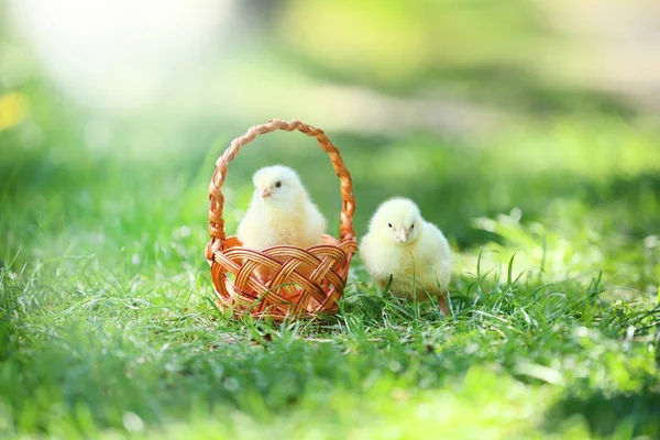 Petits poussins dans le panier sur l'herbe verte — Photo