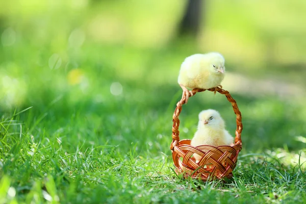 Petits poussins dans le panier sur l'herbe verte — Photo