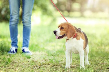 Parkta beagle köpek ile yürüyen kadın