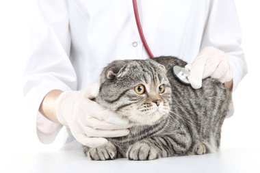 Kedi ve stetoskop ile hayvan hastalıklarıyla ilgili