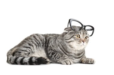 Beyaz arka plan üzerinde izole gözlüklü şirin kedi