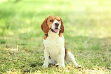 Parktaki av köpeği.