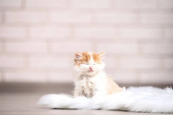 Niedliches Kätzchen mit weißem Teppich auf dem Boden — Stockfoto