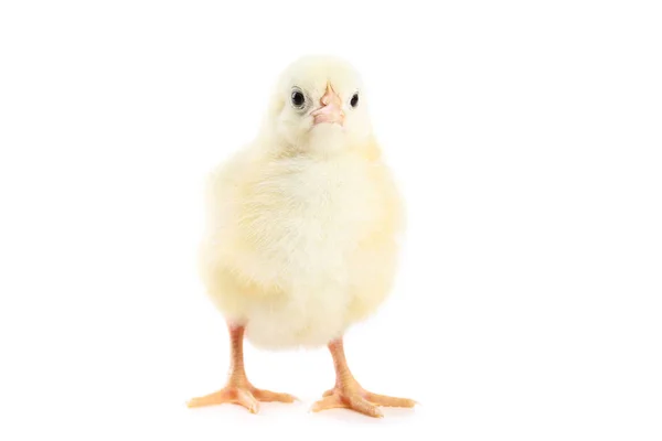 Pollito aislado sobre fondo blanco — Foto de Stock