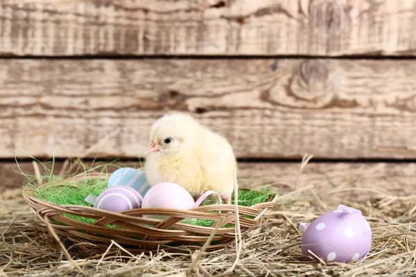 Little chick with easter eggs on wooden background