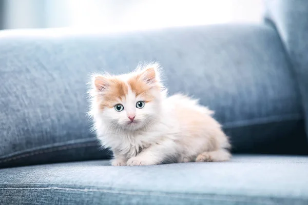 Niedliches Kätzchen sitzt auf grauem Sofa — Stockfoto