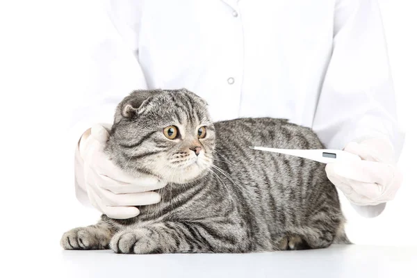 Veterinário com gato cinza e termômetro — Fotografia de Stock