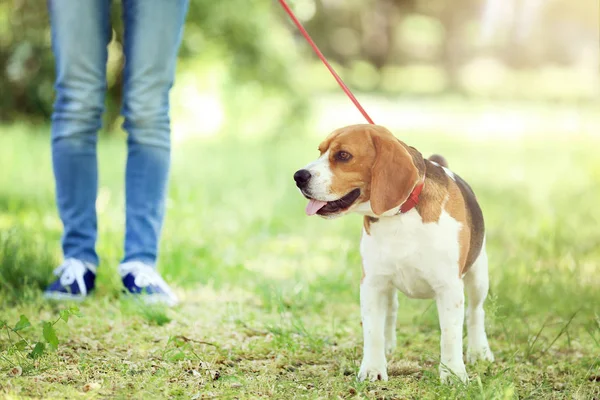 Mulher andando com cão beagle no parque — Fotografia de Stock