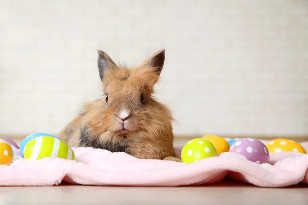 Brun beau lapin avec des œufs de Pâques colorés — Photo