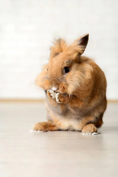 Marrón hermoso conejo en el suelo — Foto de Stock