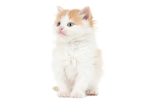 Niedliches Kätzchen isoliert auf weißem Hintergrund — Stockfoto