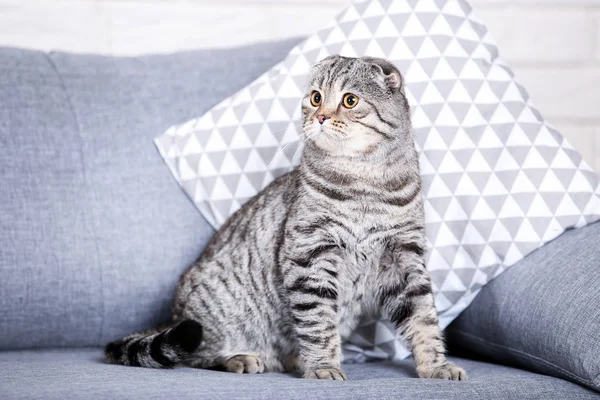 Niedliche Katze mit Kissen sitzt auf grauem Sofa — Stockfoto
