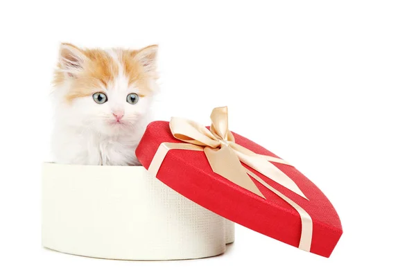 Cute kitten in box isolated on white background — Stock Photo, Image