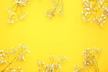 Sarı arka planda beyaz Gypsophila çiçekler
