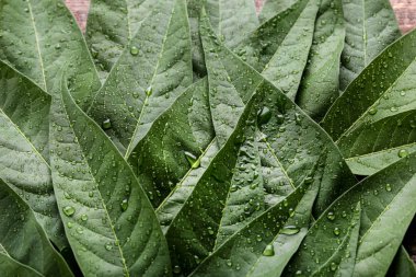 Su damlaları ile arka plan yeşil yapraklar