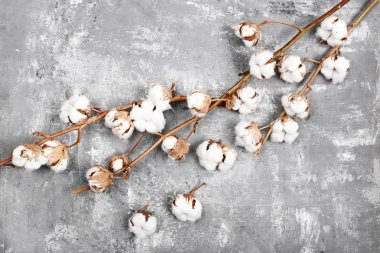 Gri ahşap masa üzerinde pamuk çiçekli ağaç dalı