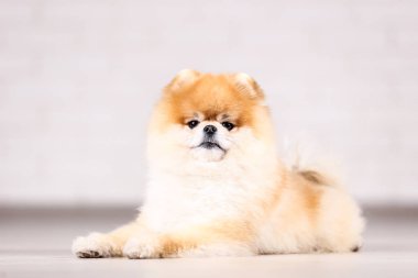 Pomeranian köpek ther katta yatıyor