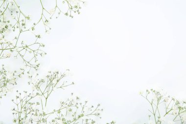 Beyaz arka planda Gypsophila çiçekler