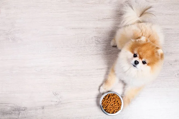 Pomeranian dog with dry food in bowl on the floor — Stock Photo, Image