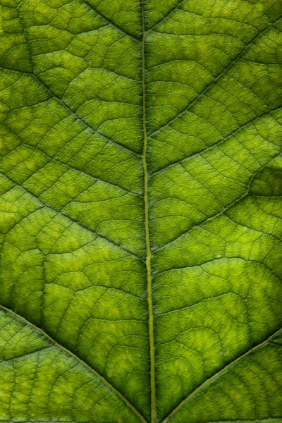 Hintergrund des grünen Blattes — Stockfoto