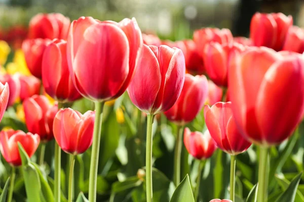 Verse rode tulp bloemen in de tuin — Stockfoto