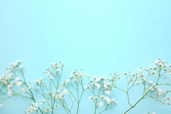 Mavi arka planda beyaz Gypsophila çiçekler — Stok fotoğraf