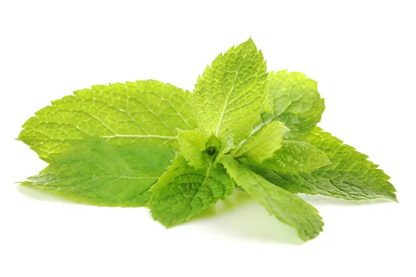 Hojas de menta aisladas sobre fondo blanco — Foto de Stock