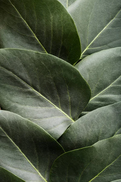 Antecedentes de hojas verdes — Foto de Stock