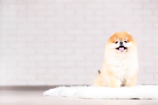 Perro pomerano sentado en alfombra blanca — Foto de Stock