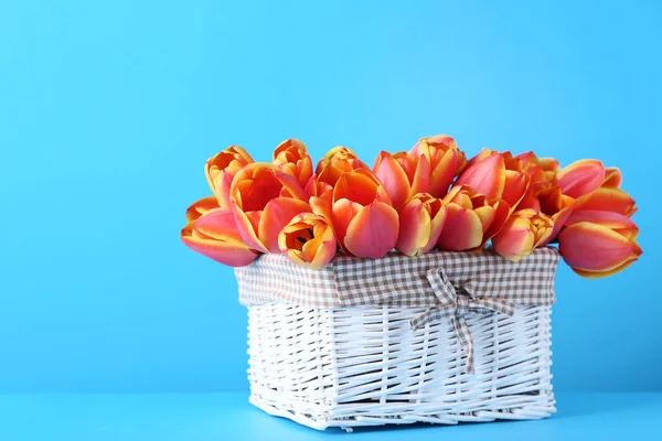 Csokor tulipán kosárral kék háttérrel — Stock Fotó