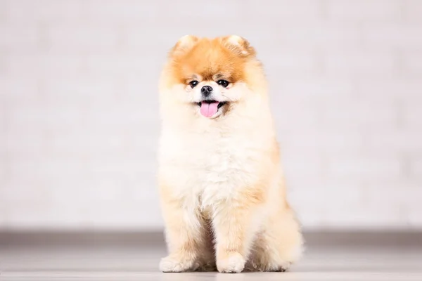 Pomerania perro sentado en ther piso —  Fotos de Stock