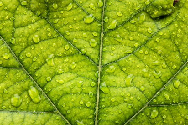 Fundo da folha verde com gotas de água — Fotografia de Stock