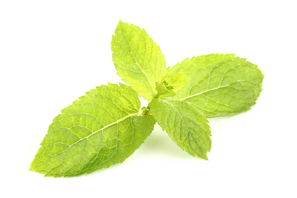 Hojas de menta aisladas sobre fondo blanco — Foto de Stock