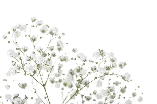 Flores de gypsophila aisladas sobre fondo blanco —  Fotos de Stock