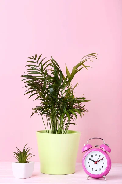 Zielonych roślin w doniczkach z budzik na różowym tle — Zdjęcie stockowe