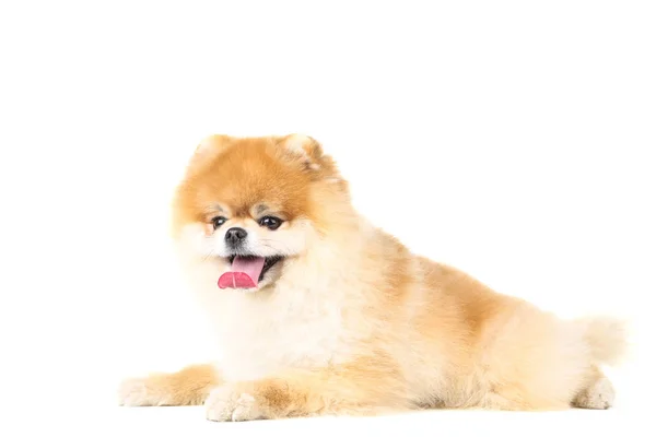 Perro pomerania aislado sobre fondo blanco —  Fotos de Stock